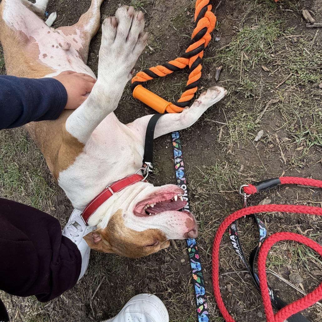 Enlarge Tommy Pickles, a Adoptable mixed breed in Springboro, OH image 3/6