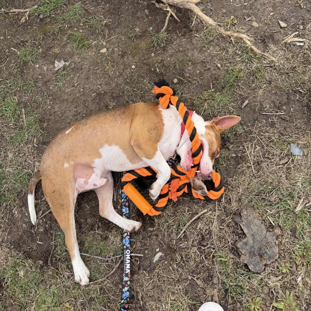 Enlarge Tommy Pickles, a Adoptable mixed breed in Springboro, OH image 4/6
