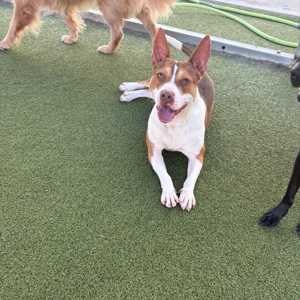 Enlarge Tommy Pickles, a Adoptable mixed breed in Springboro, OH image 5/6