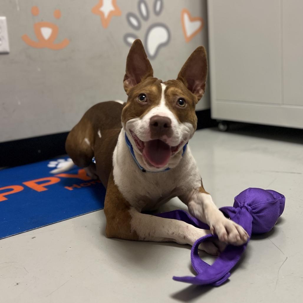 Enlarge Tommy Pickles, a Adoptable mixed breed in Springboro, OH image 6/6