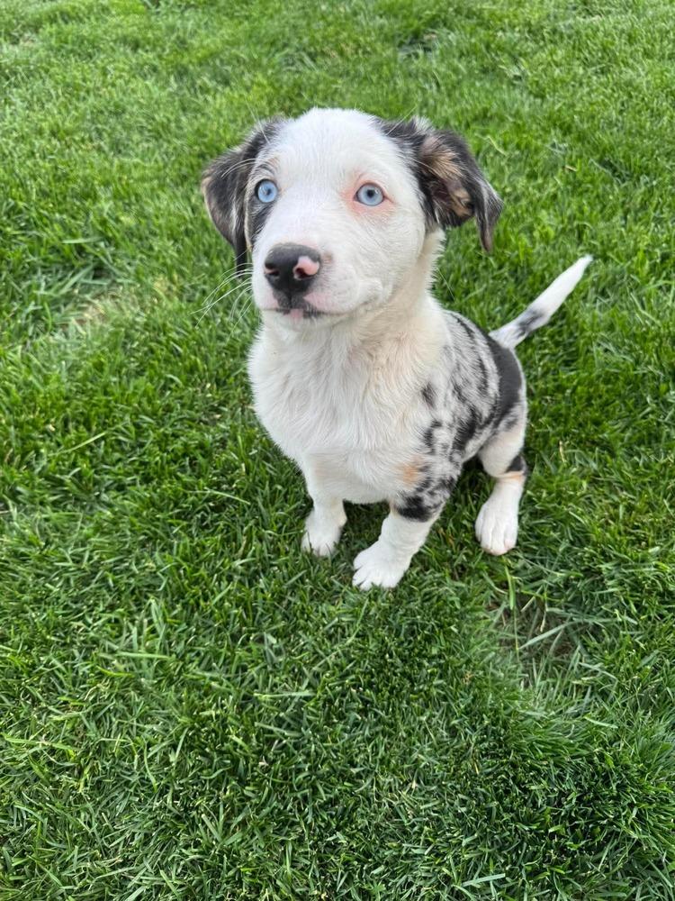 River, Adoptable, Puppy Female Australian Cattle Dog / Blue Heeler & Australian Shepherd.