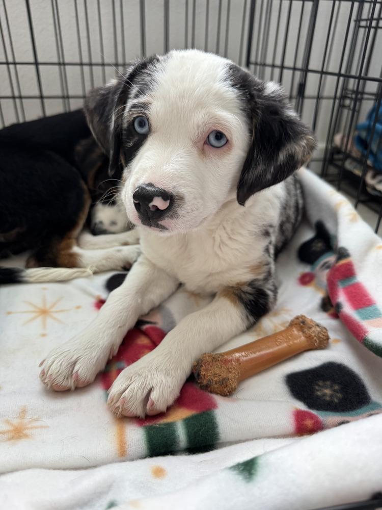 Enlarge River, a Adoptable mixed breed in Rathdrum, ID image 2/4