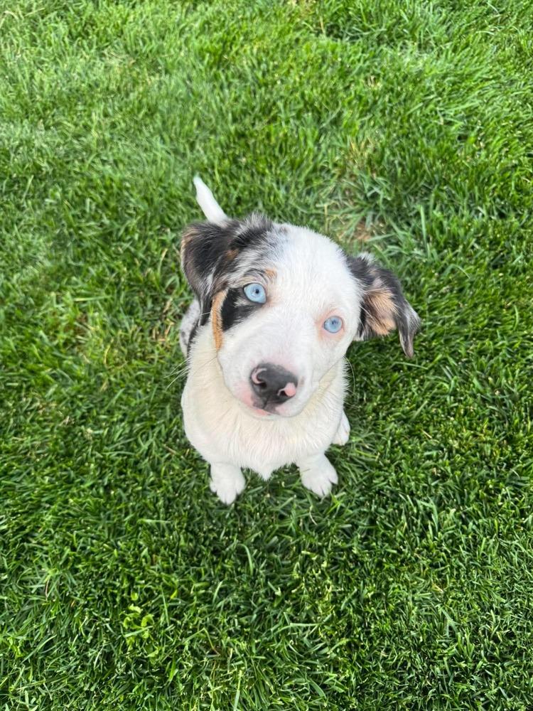 Enlarge River, a Adoptable mixed breed in Rathdrum, ID image 3/4