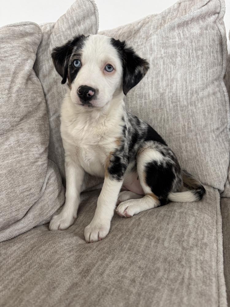 Enlarge River, a Adoptable mixed breed in Rathdrum, ID image 4/4