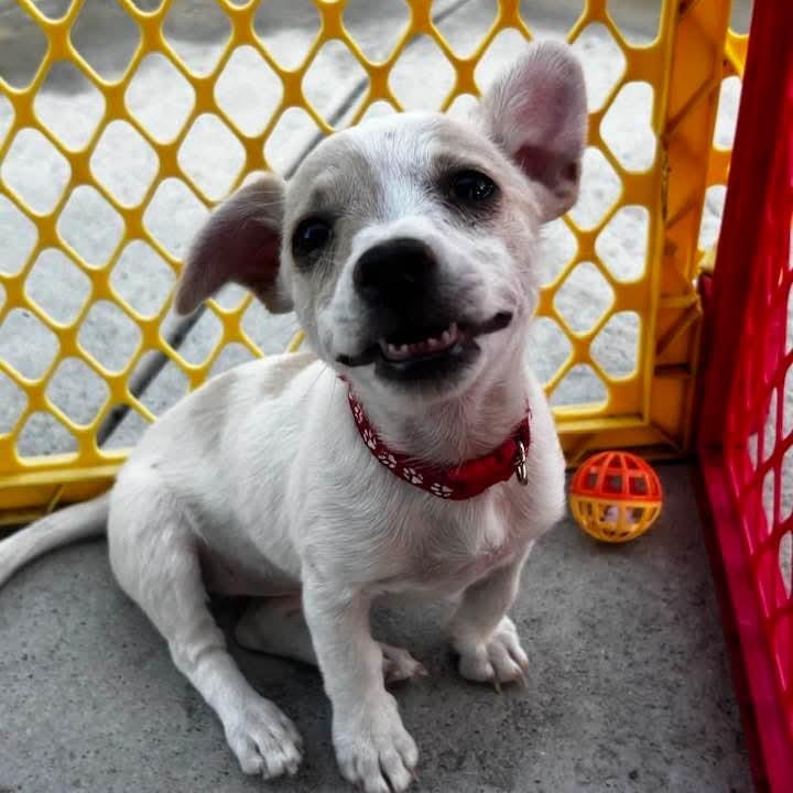 Enlarge ASPEN, an adopted mixed breed in Seal Beach, CA image 4/6