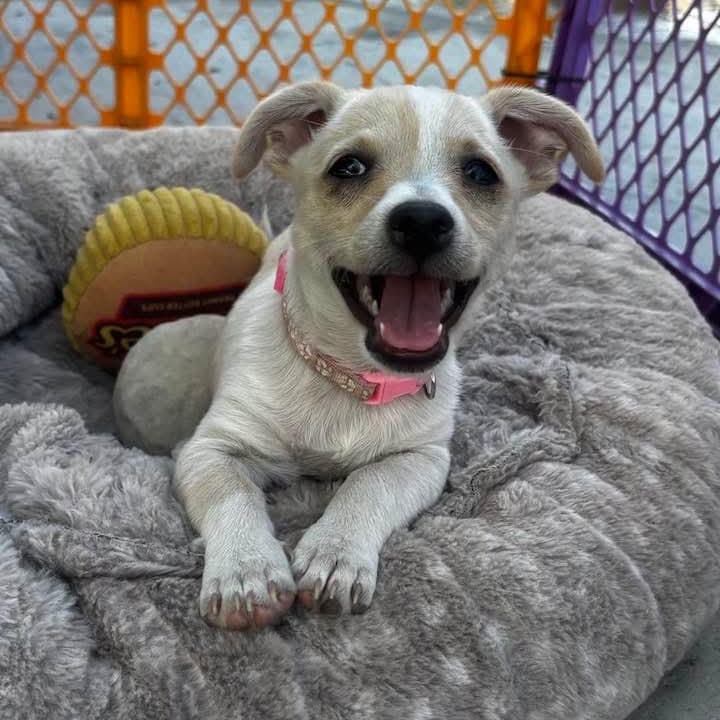 Enlarge ASPEN, an adopted mixed breed in Seal Beach, CA image 2/6
