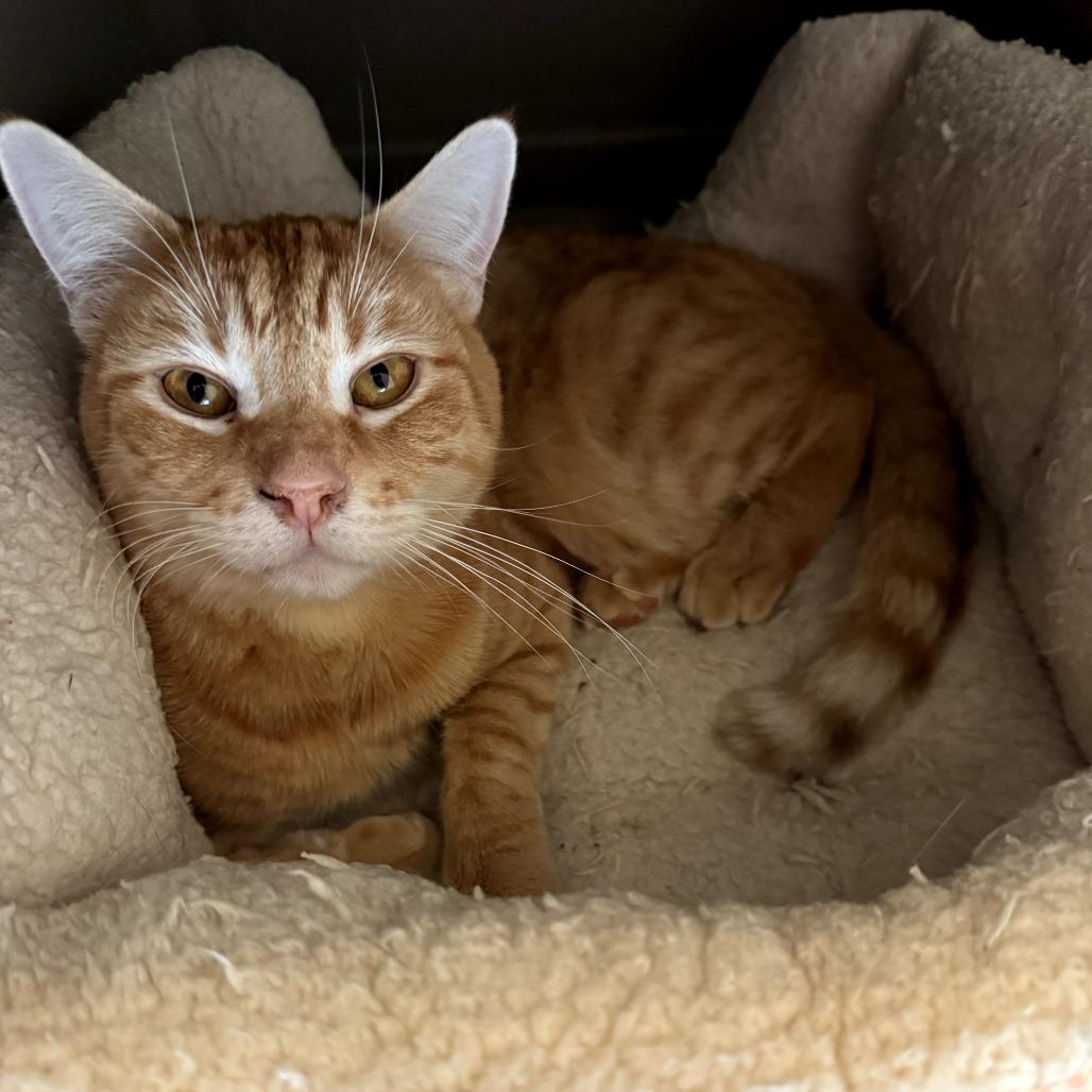 Enlarge Noah, a Adoptable Domestic Short Hair in Las Vegas, NV image 1/1