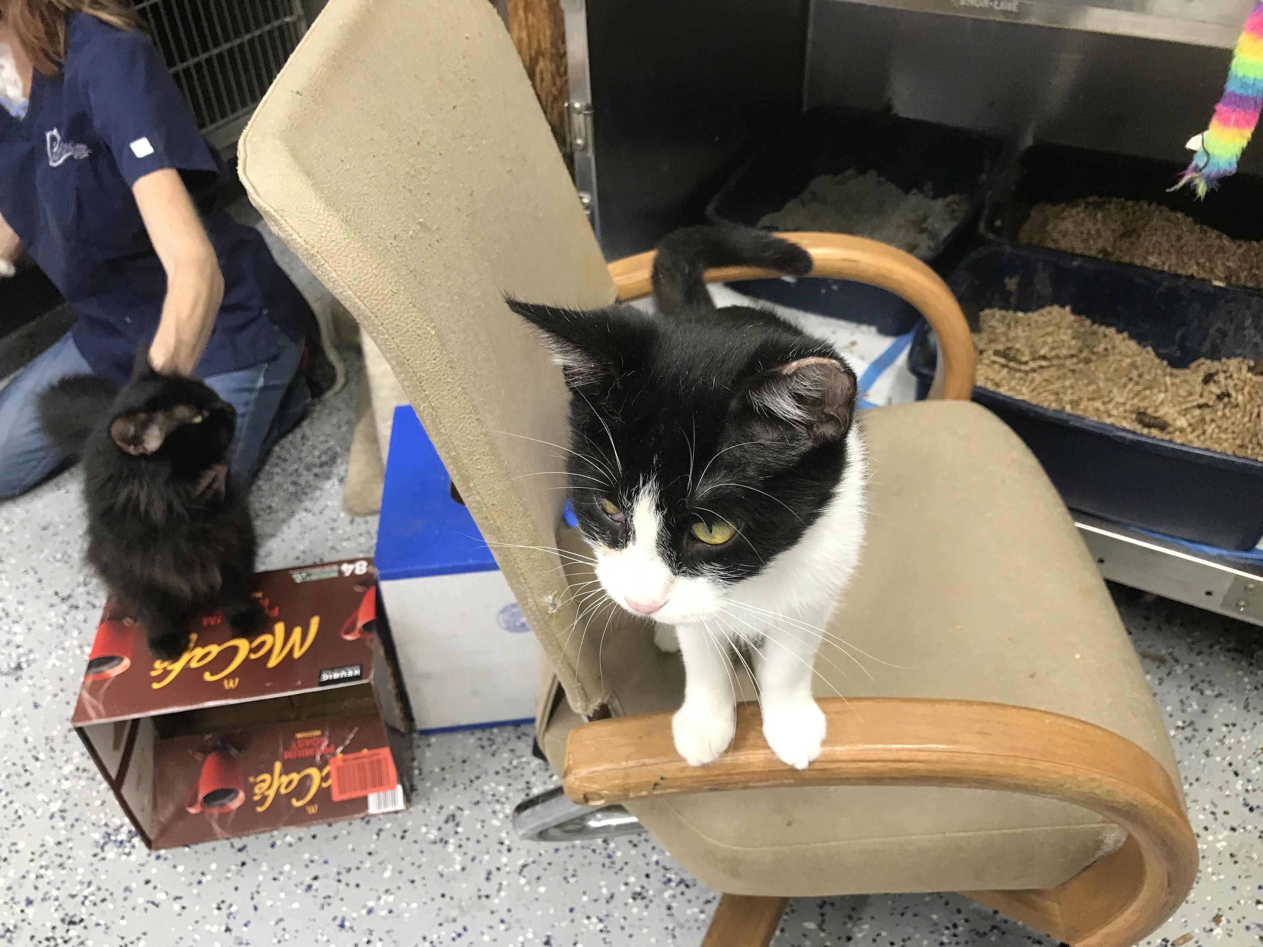 Aunt Eddie, Adopted, Adult Female Domestic Short Hair.