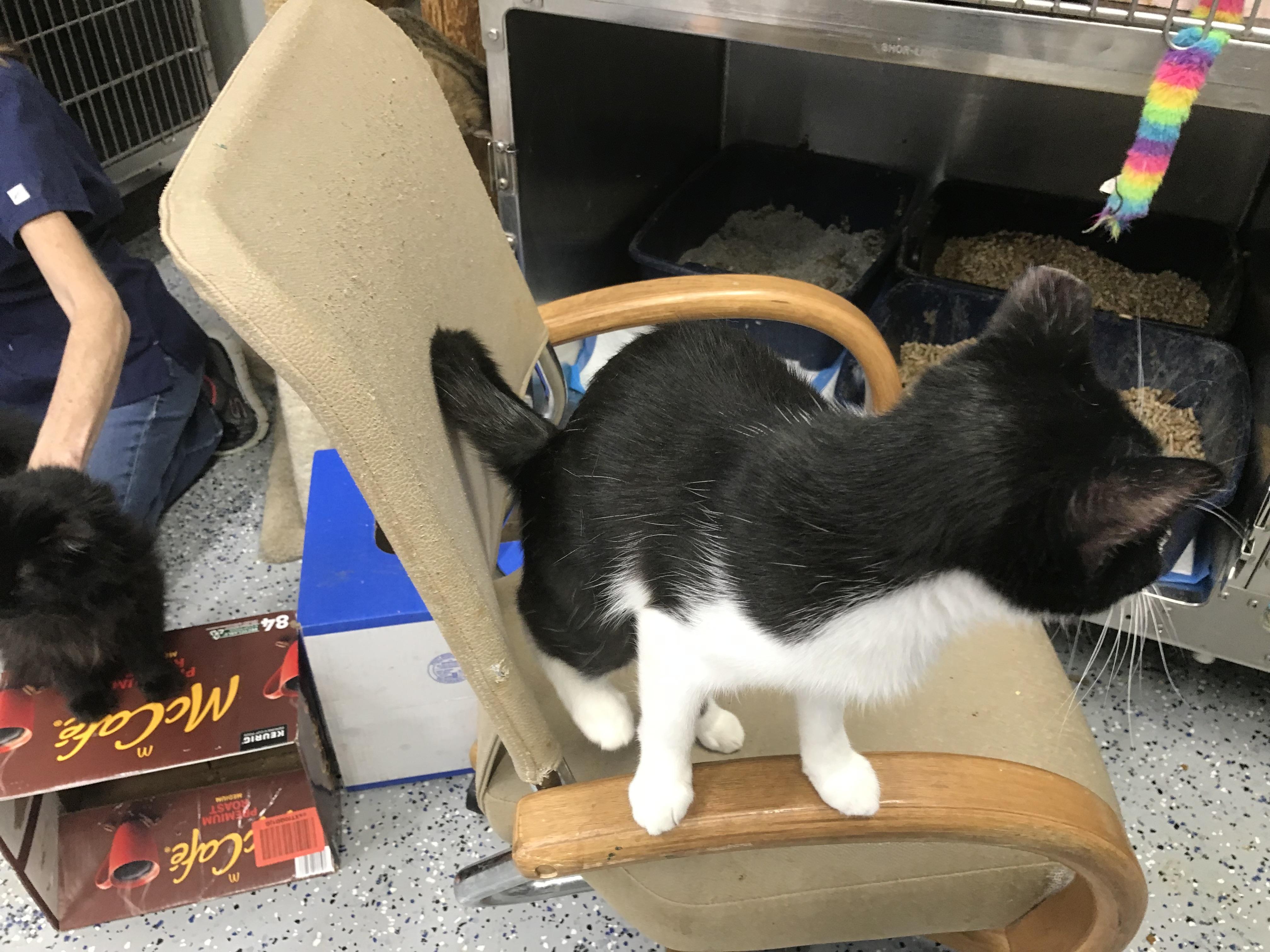 Enlarge Aunt Eddie, a Adopted mixed breed in Brighton, MI image 2/6