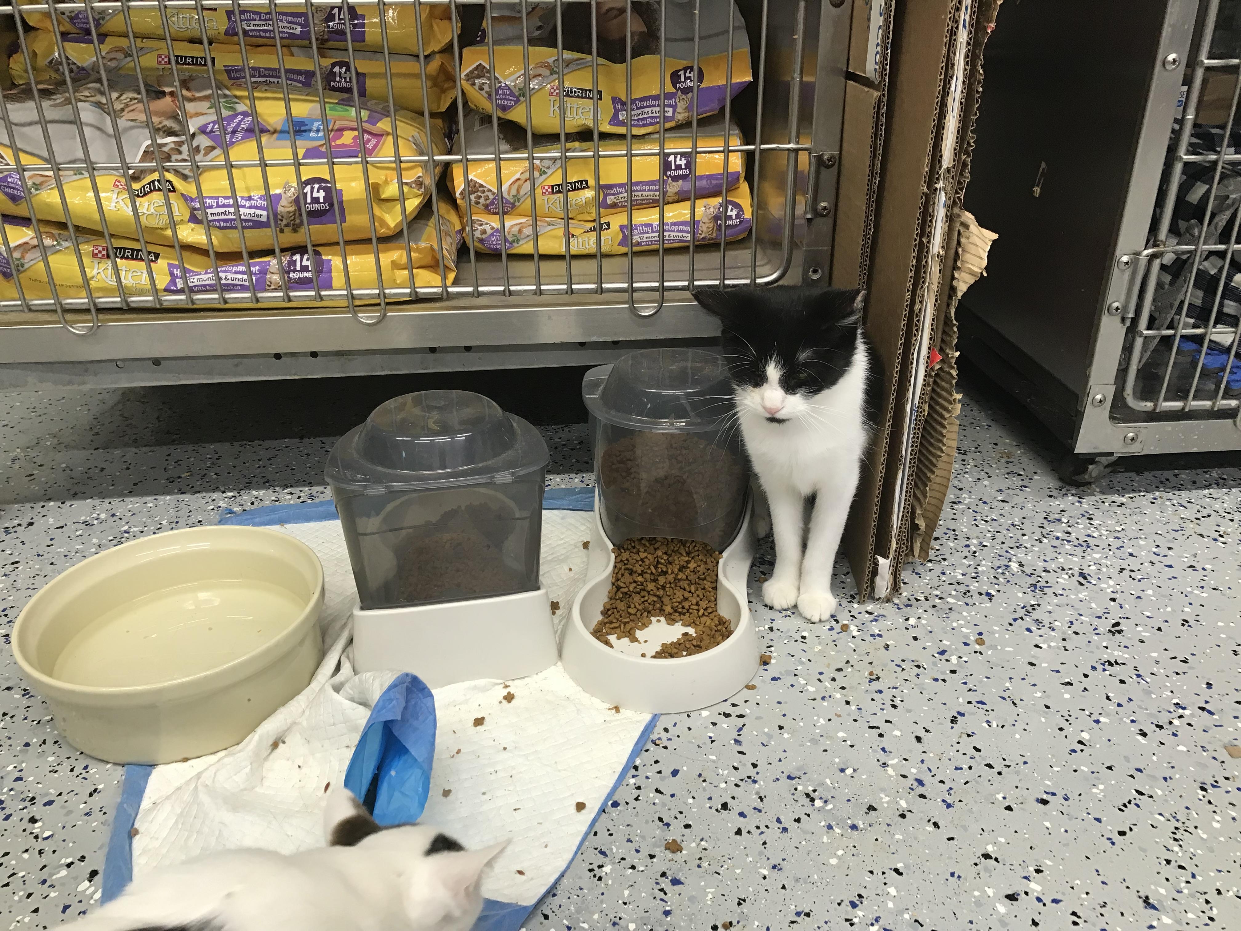 Enlarge Aunt Eddie, a Adopted mixed breed in Brighton, MI image 3/6