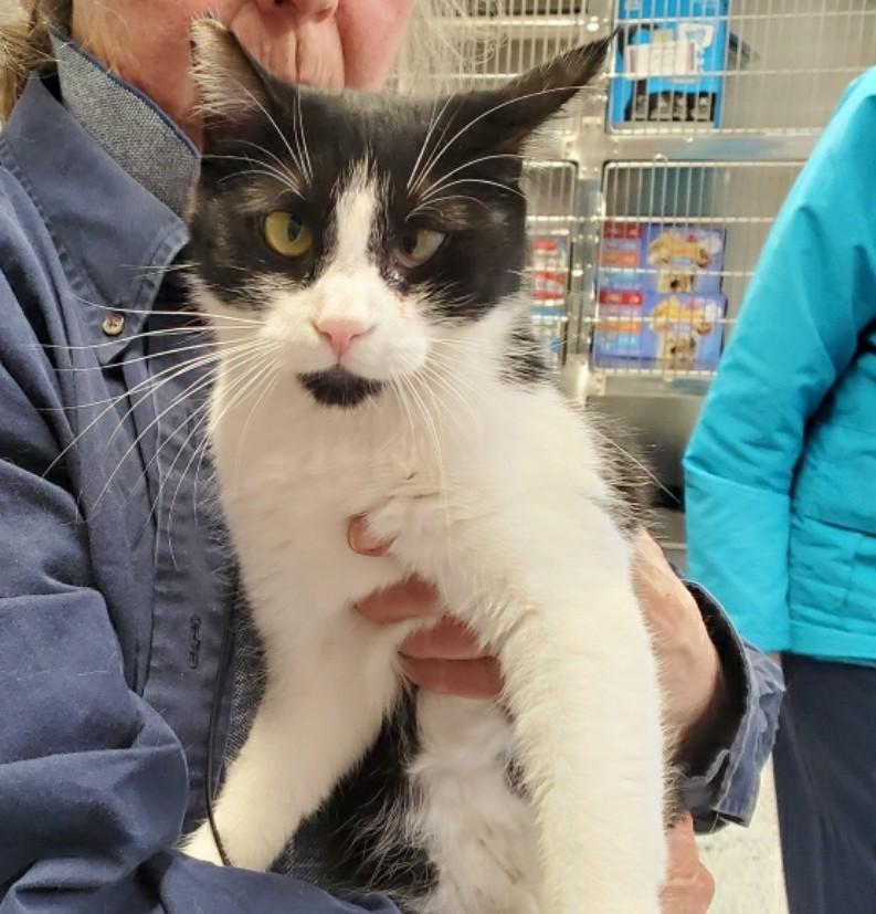 Enlarge Aunt Eddie, a Adopted mixed breed in Brighton, MI image 4/6