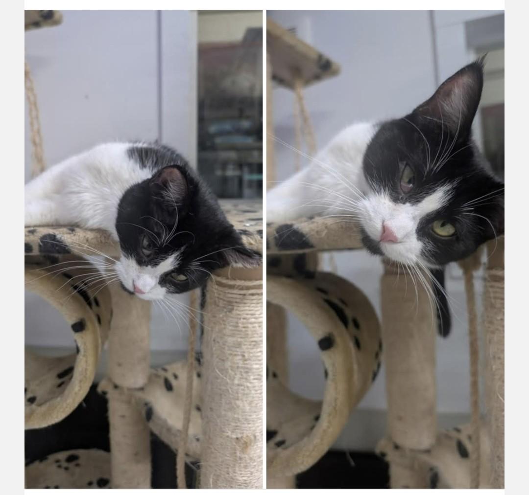 Aunt Eddie, Adopted, Adult Female Domestic Short Hair.
