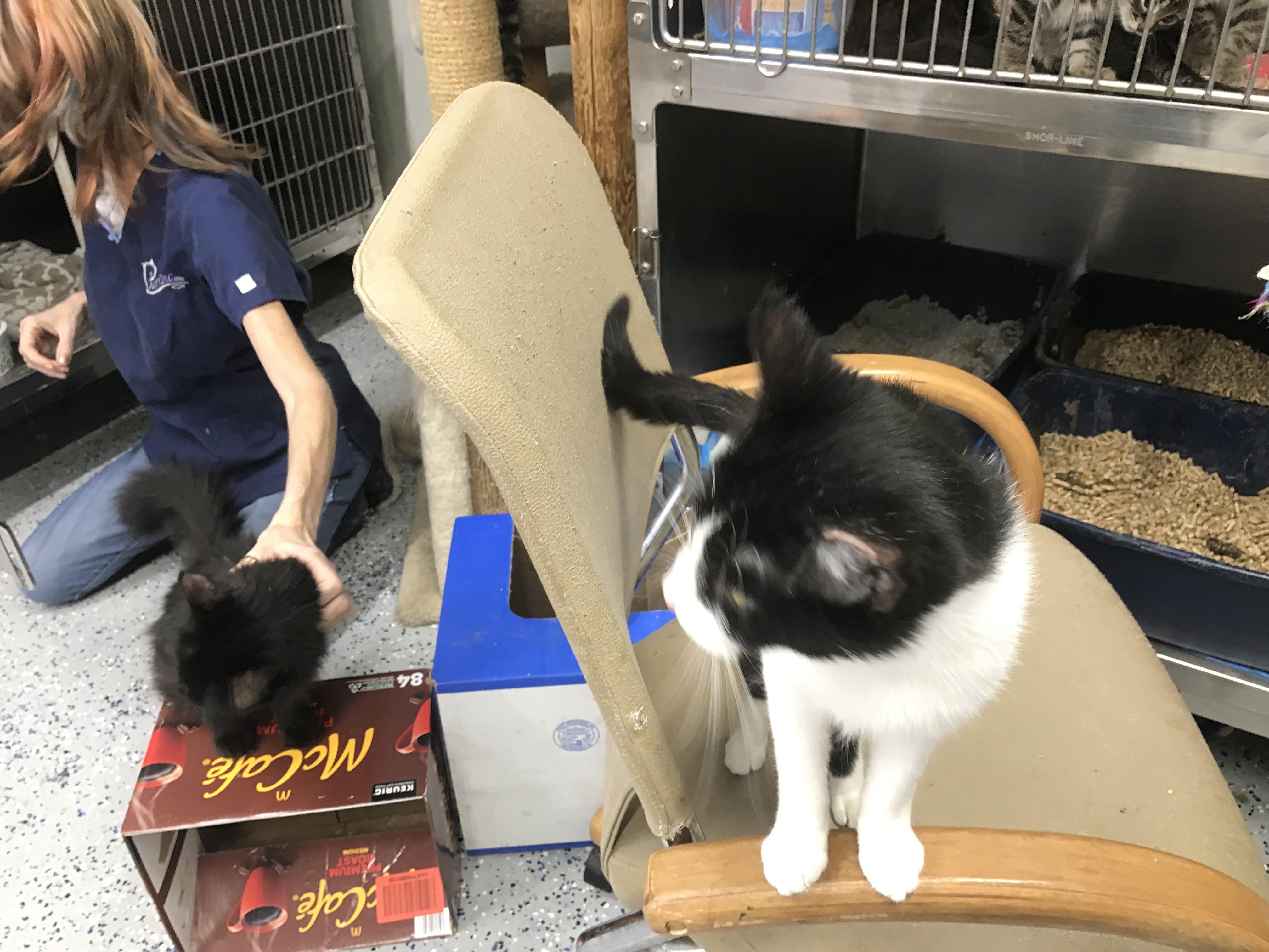 Enlarge Aunt Eddie, a Adopted mixed breed in Brighton, MI image 6/6