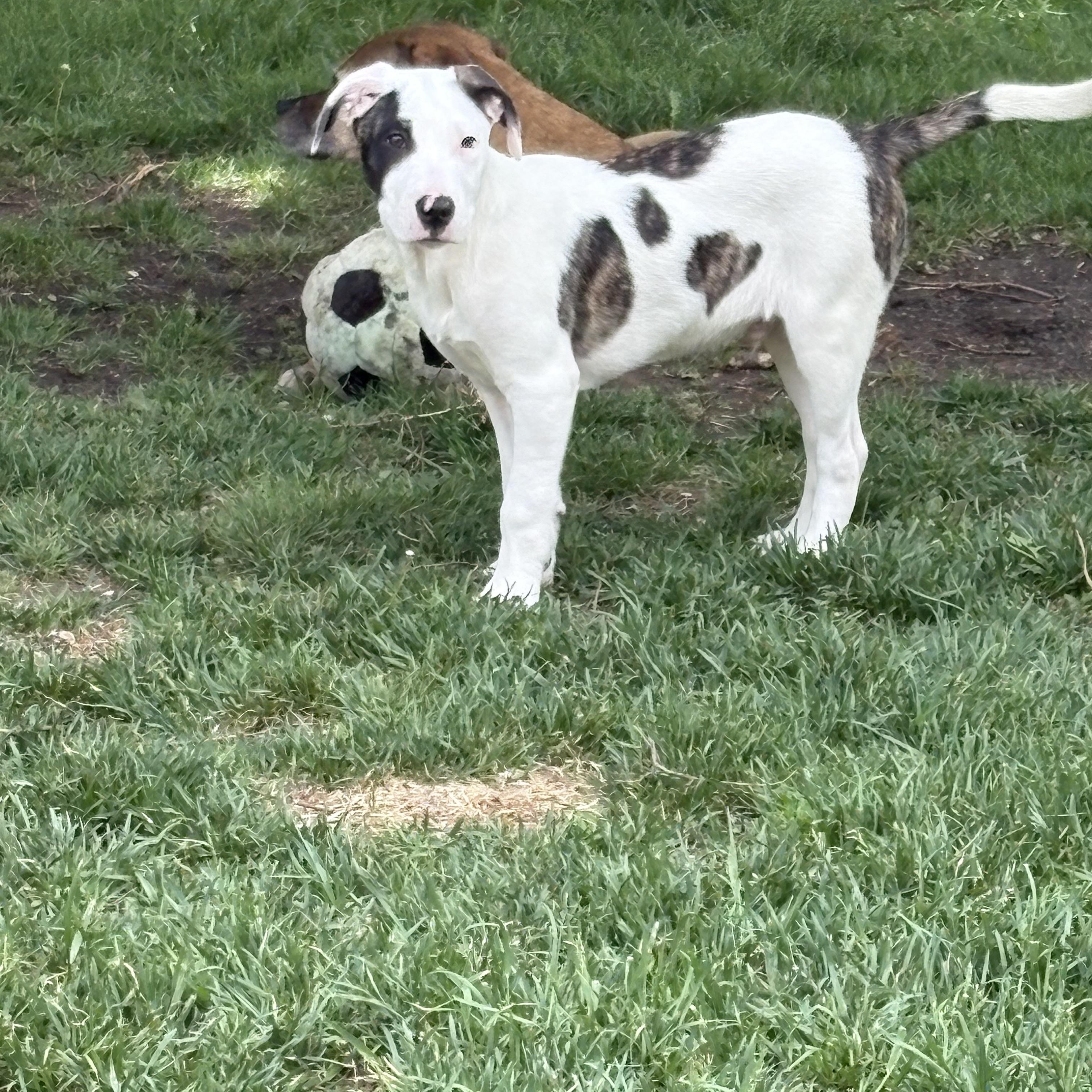 Jack, an adopted mixed breed in Minneapolis, MN image 4/6