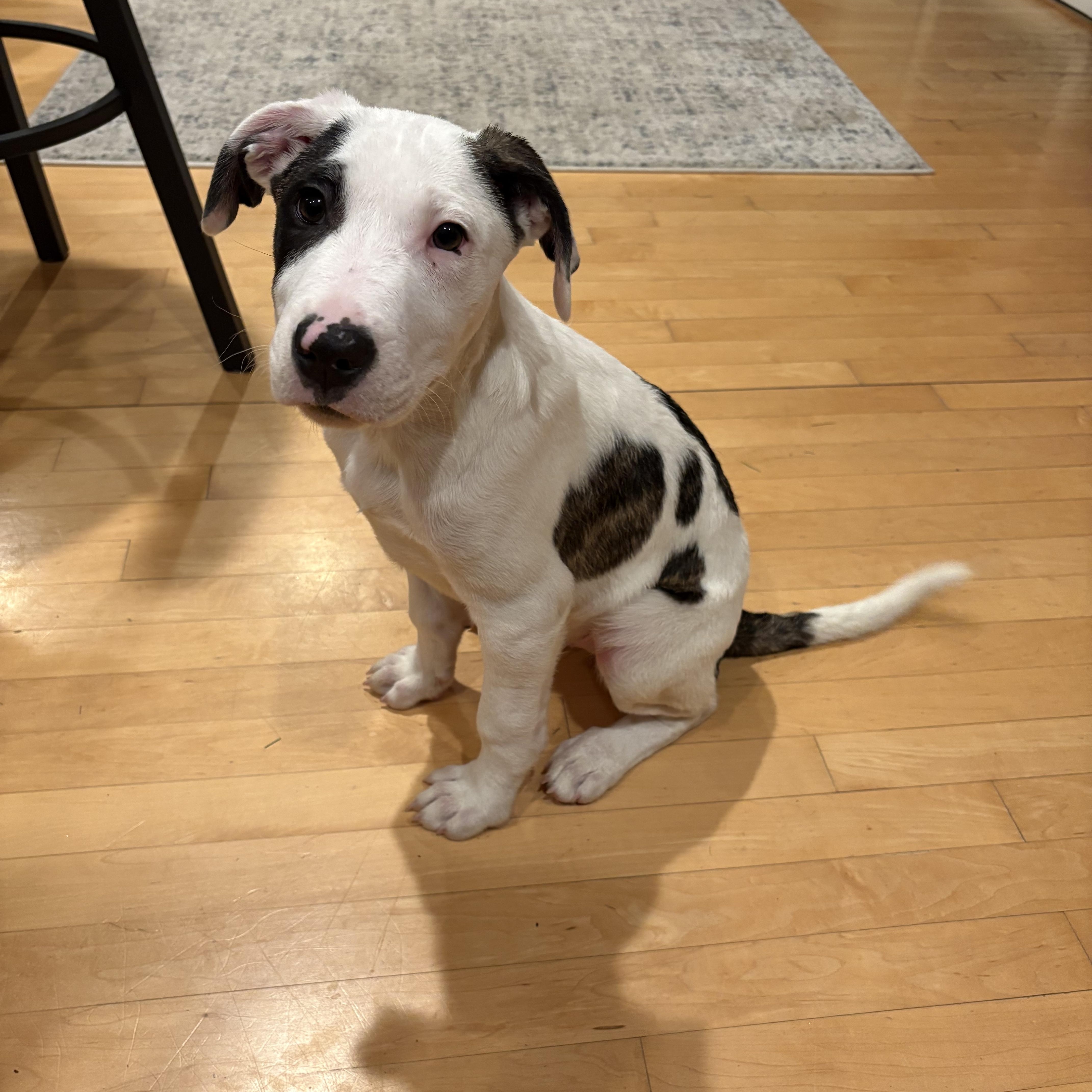 Jack, an adopted mixed breed in Minneapolis, MN image 1/6