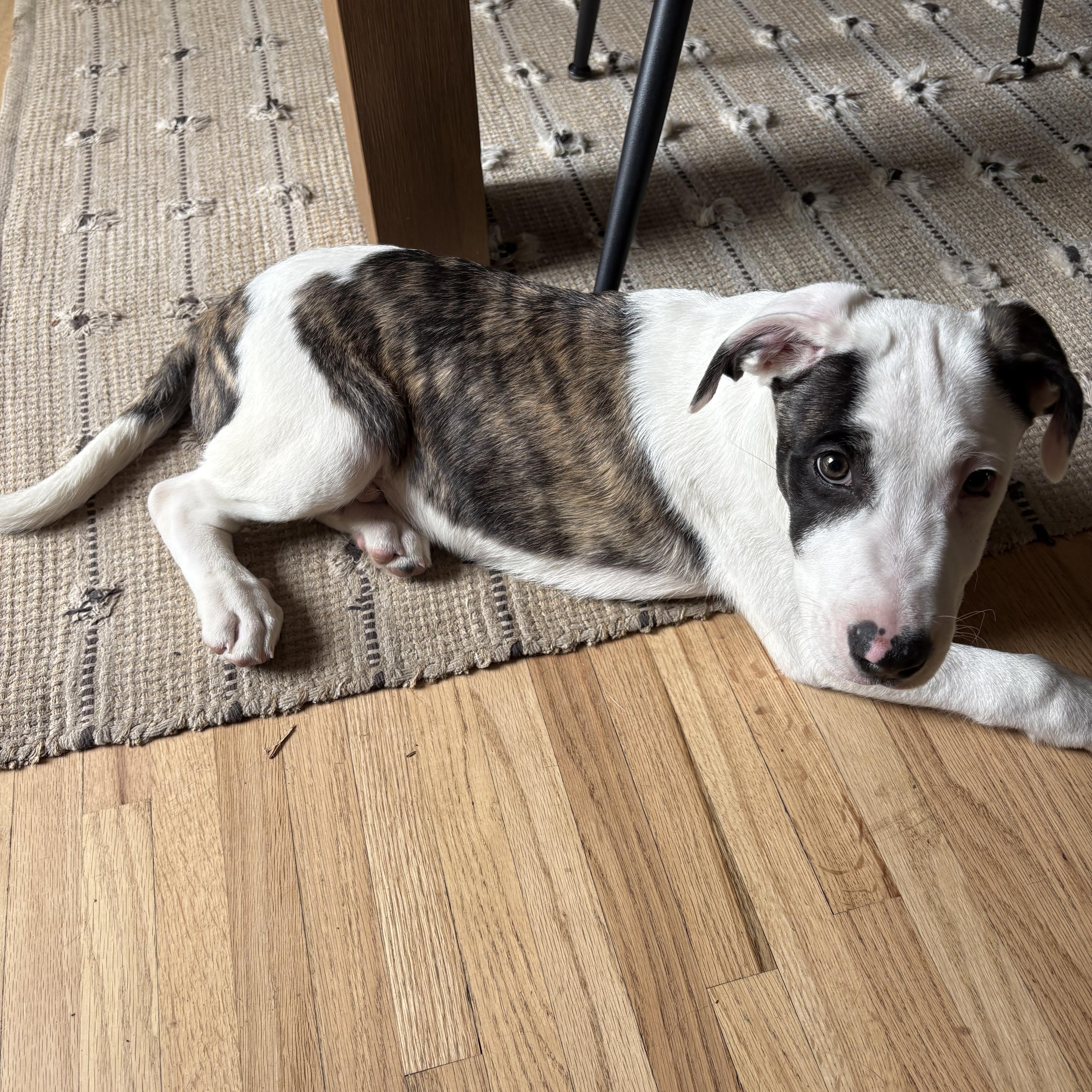Jack, an adopted mixed breed in Minneapolis, MN image 6/6