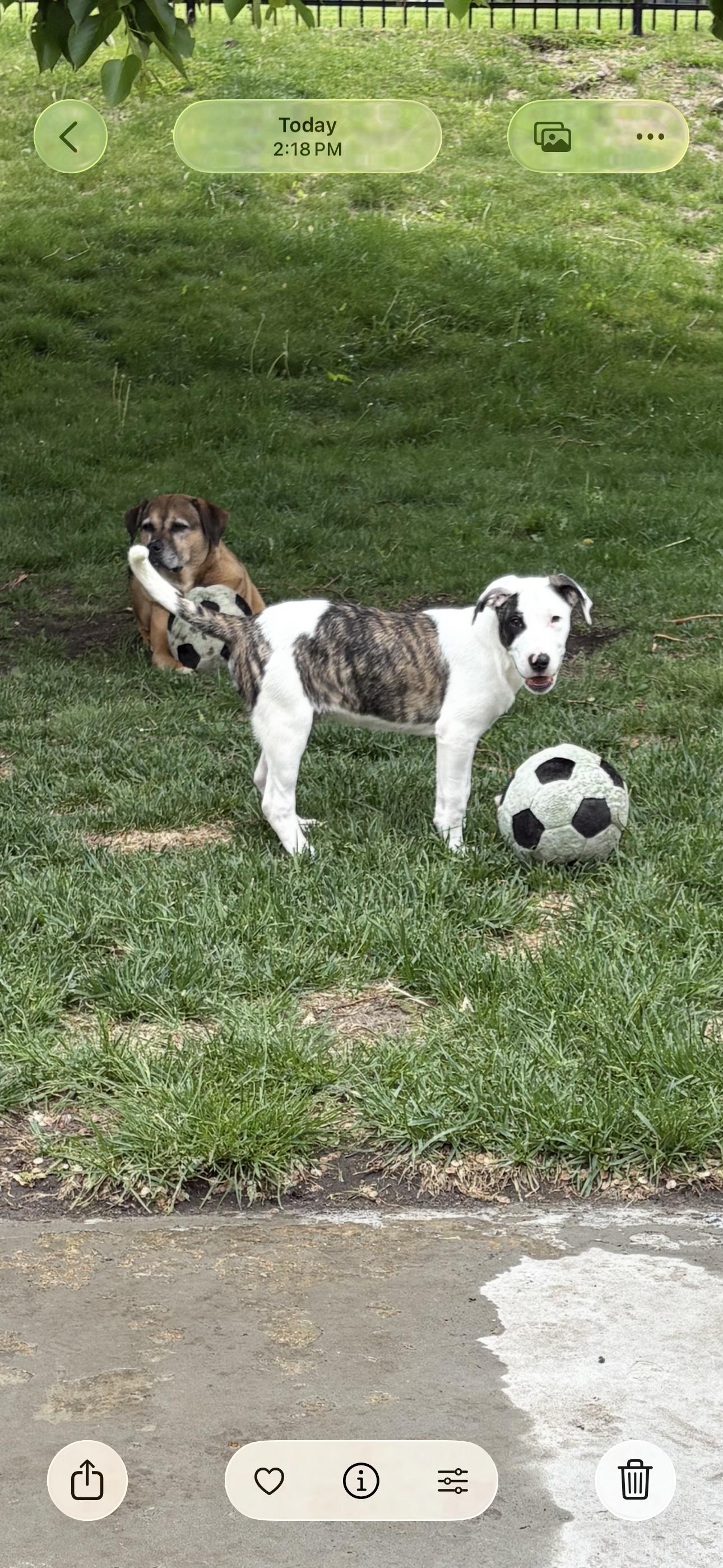 Jack, an adopted mixed breed in Minneapolis, MN image 2/6