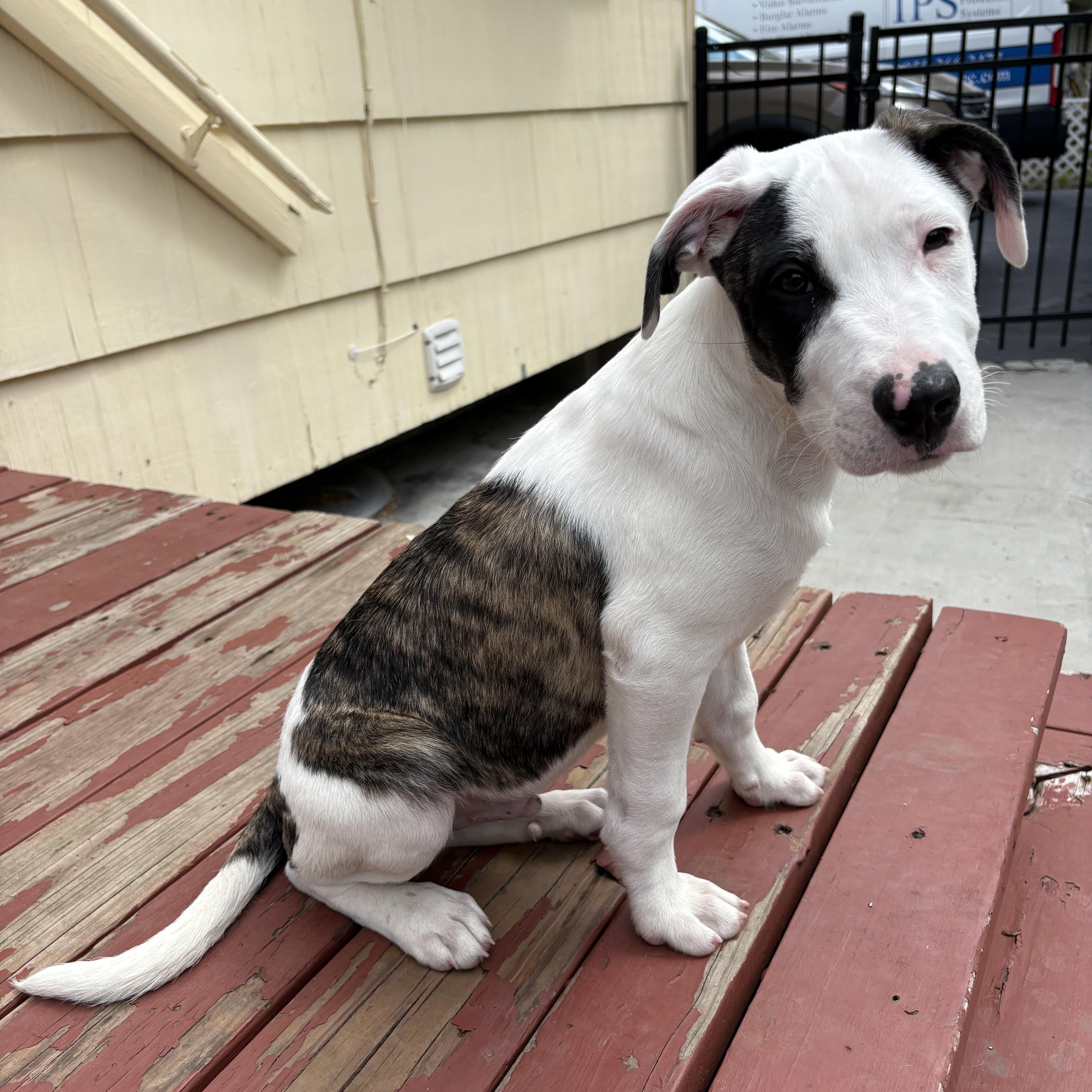 Jack, an adopted mixed breed in Minneapolis, MN image 5/6