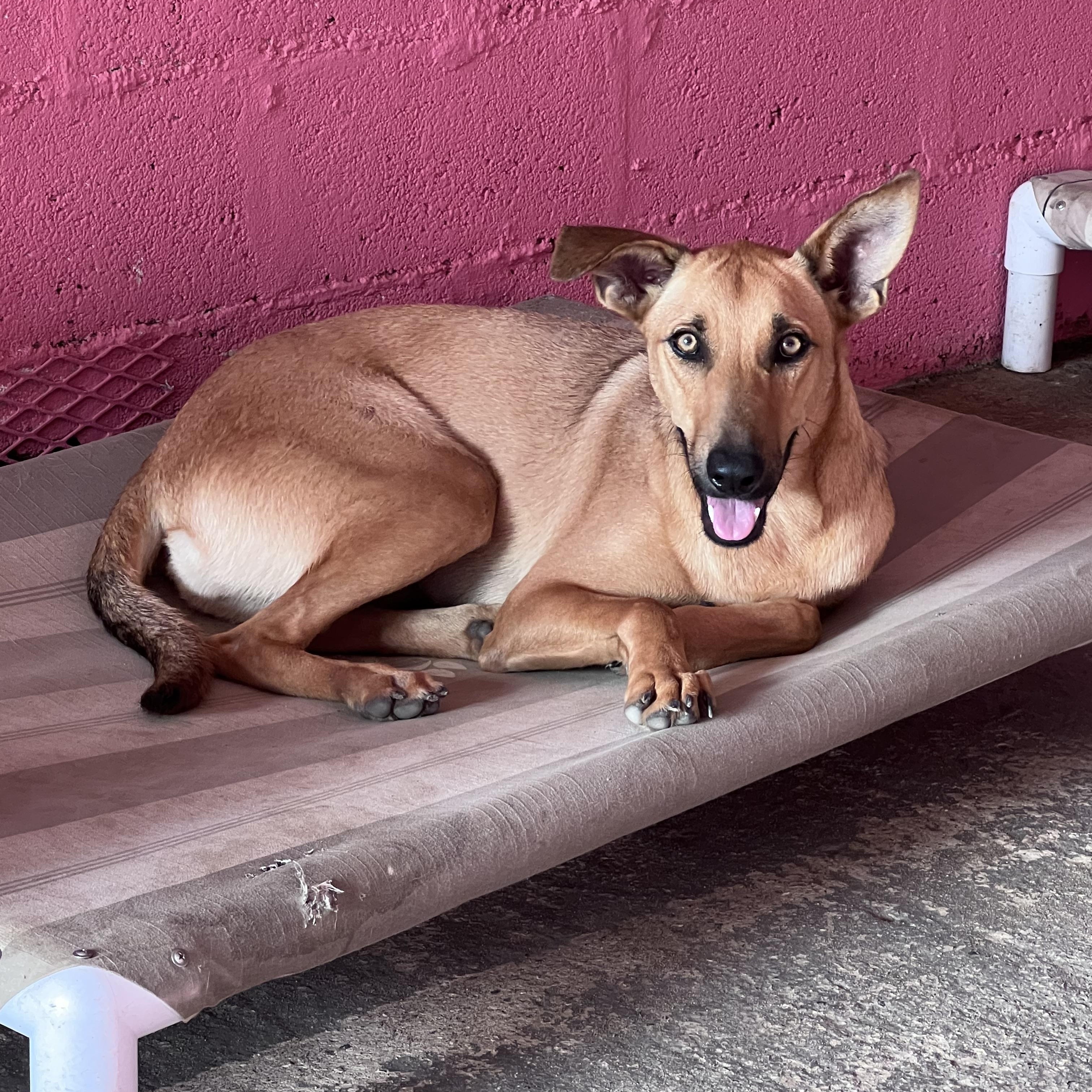 Enlarge Mila, a Adopted mixed breed in Milwaukie, OR image 1/6