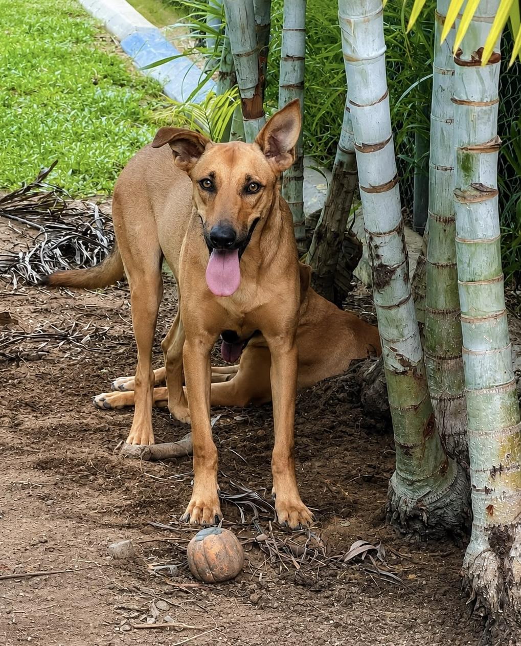 Enlarge Mila, a Adopted mixed breed in Milwaukie, OR image 3/6