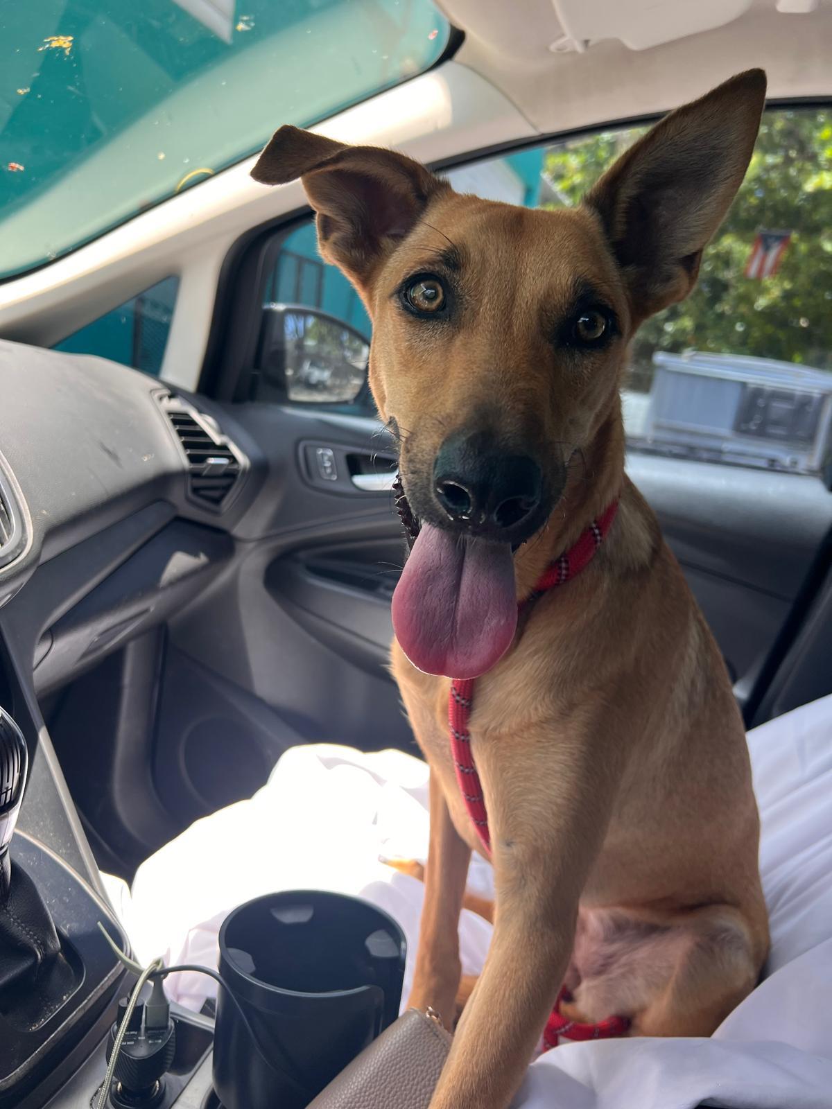 Enlarge Mila, a Adopted mixed breed in Milwaukie, OR image 6/6