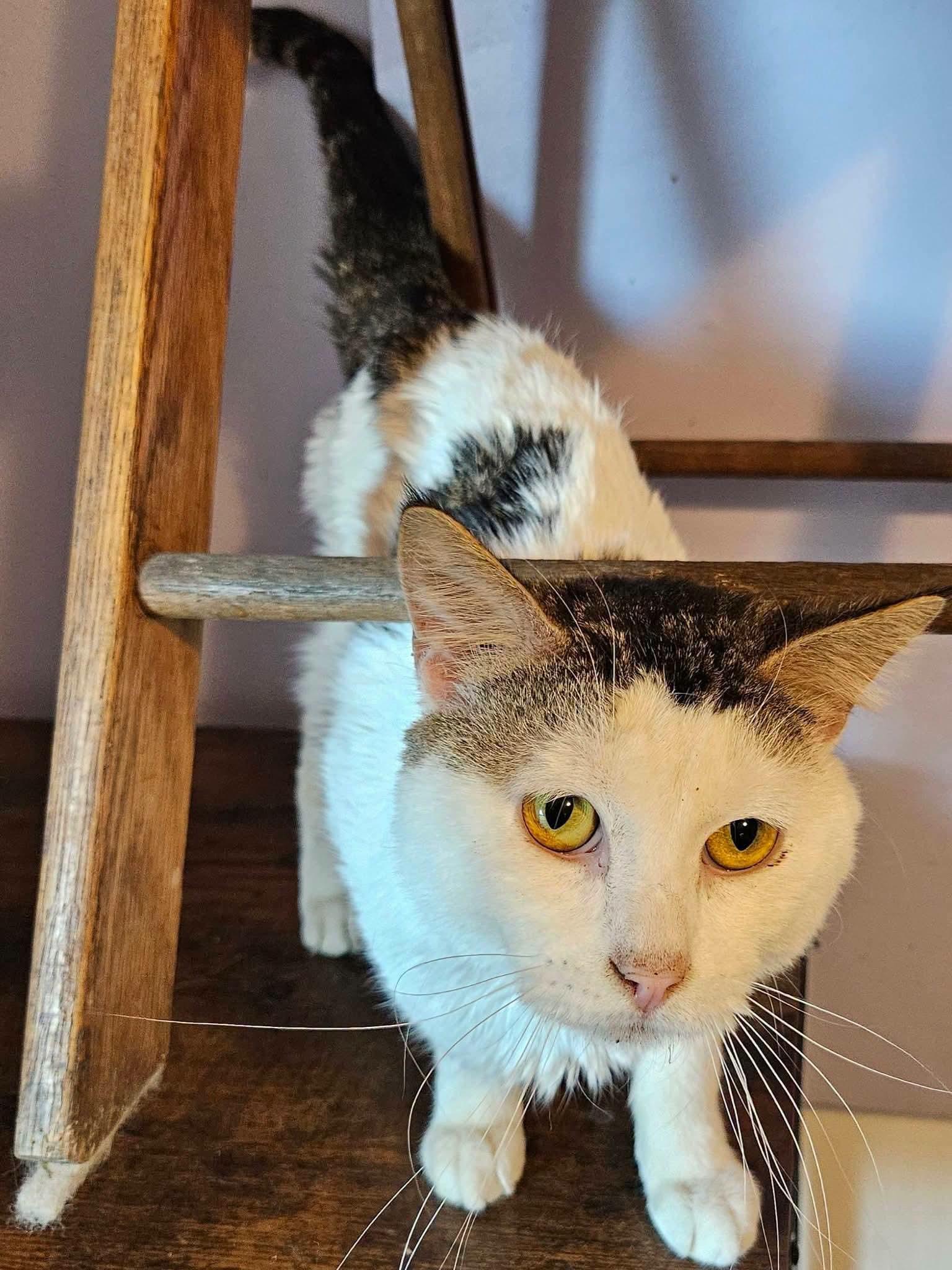 O'Malley, an adopted mixed breed in Sioux City, IA image 5/5
