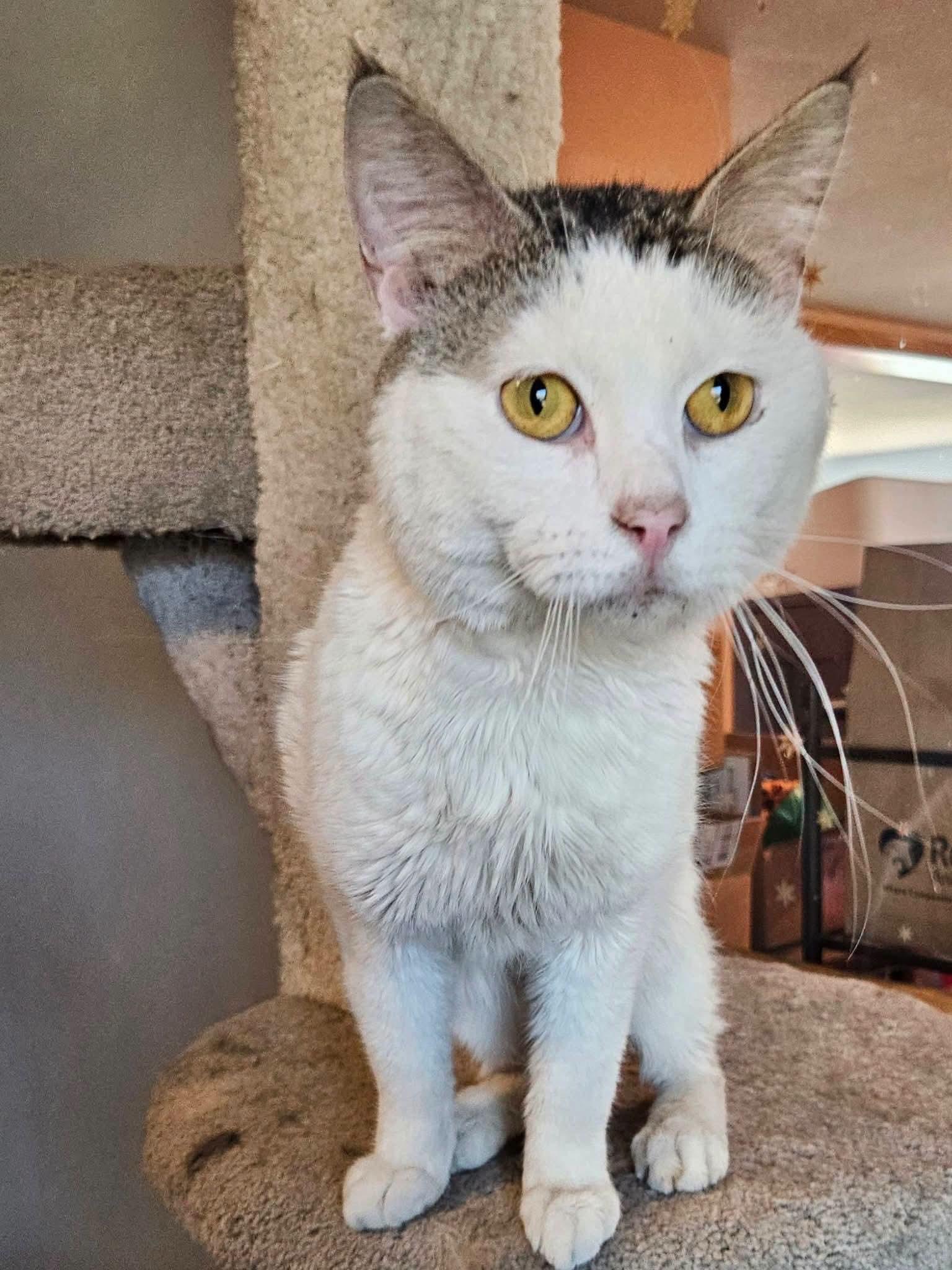 O'Malley, an adopted mixed breed in Sioux City, IA image 4/5