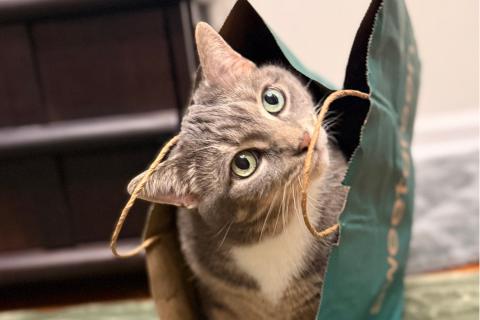 Enlarge Zoey, a Adoptable mixed breed in Chicago, IL image 1/6