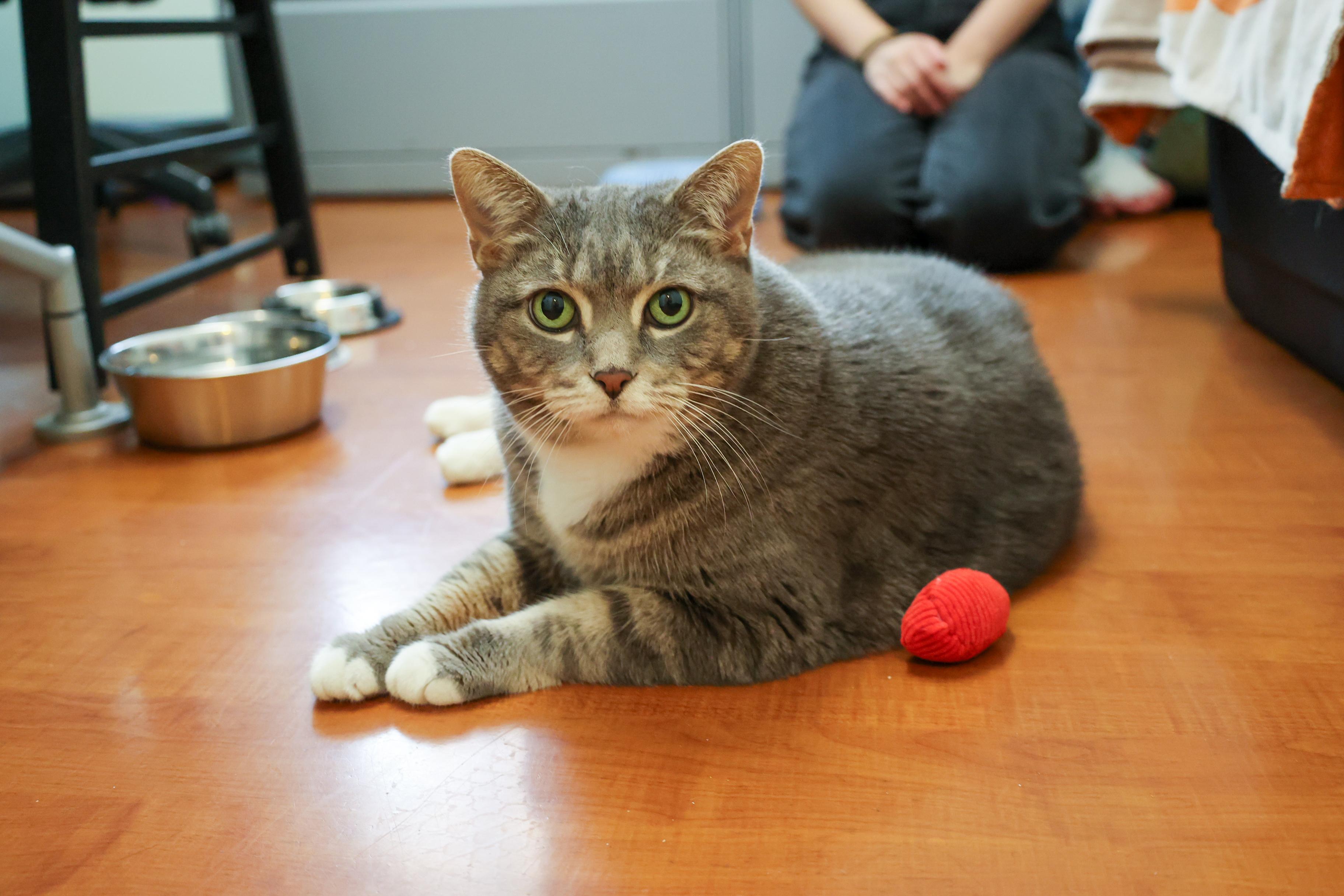 Enlarge Zoey, a Adoptable mixed breed in Chicago, IL image 5/6