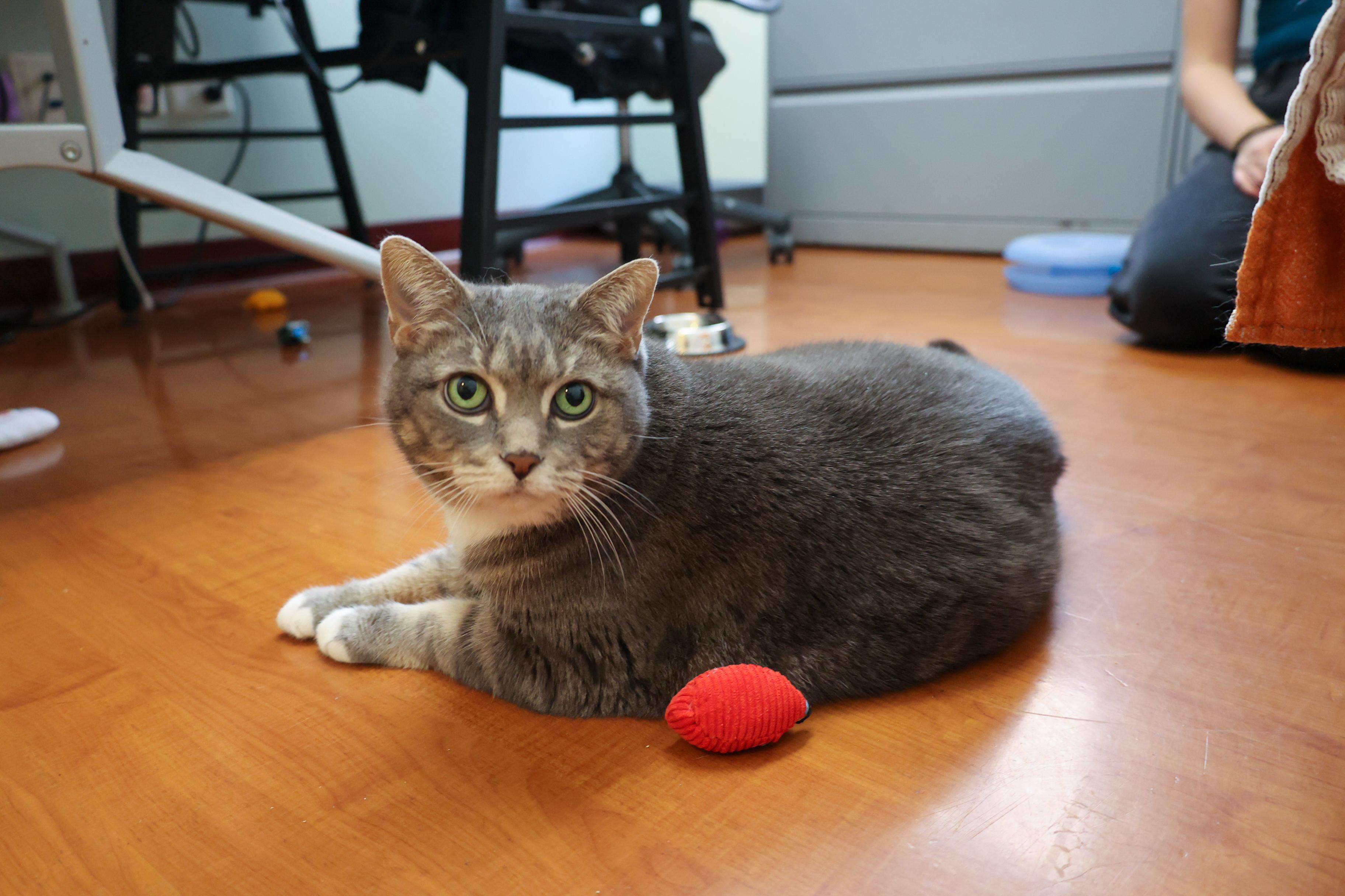 Enlarge Zoey, a Adoptable mixed breed in Chicago, IL image 6/6