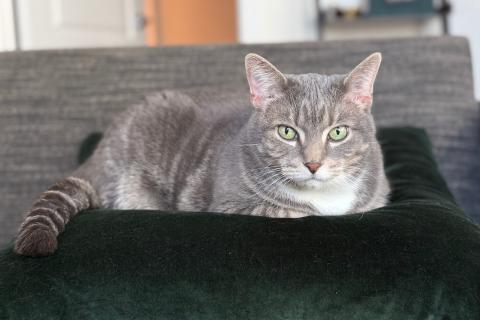 Enlarge Zoey, a Adoptable mixed breed in Chicago, IL image 2/6