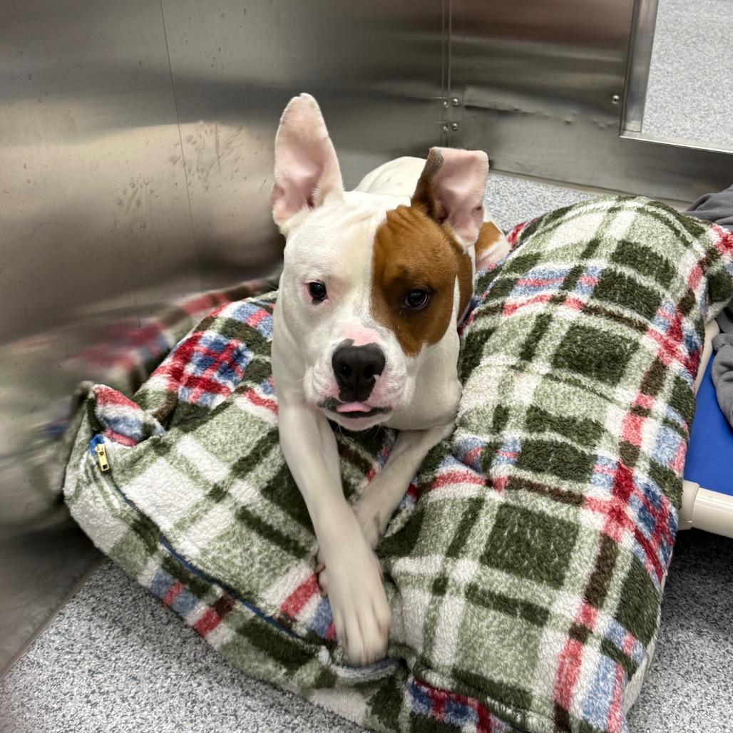 Fudd, a Adoptable American Staffordshire Terrier in Grand Rapids, MI image 2/2