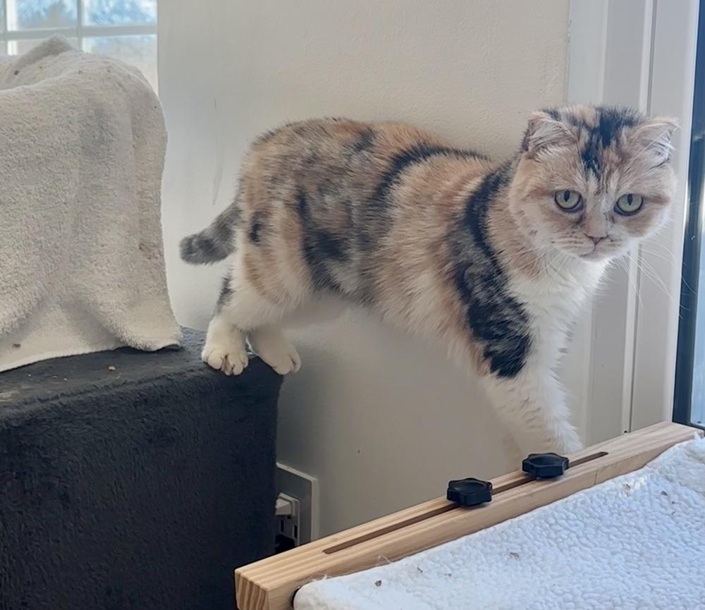 Svana, Adoptable, Kitten Female Scottish Fold.