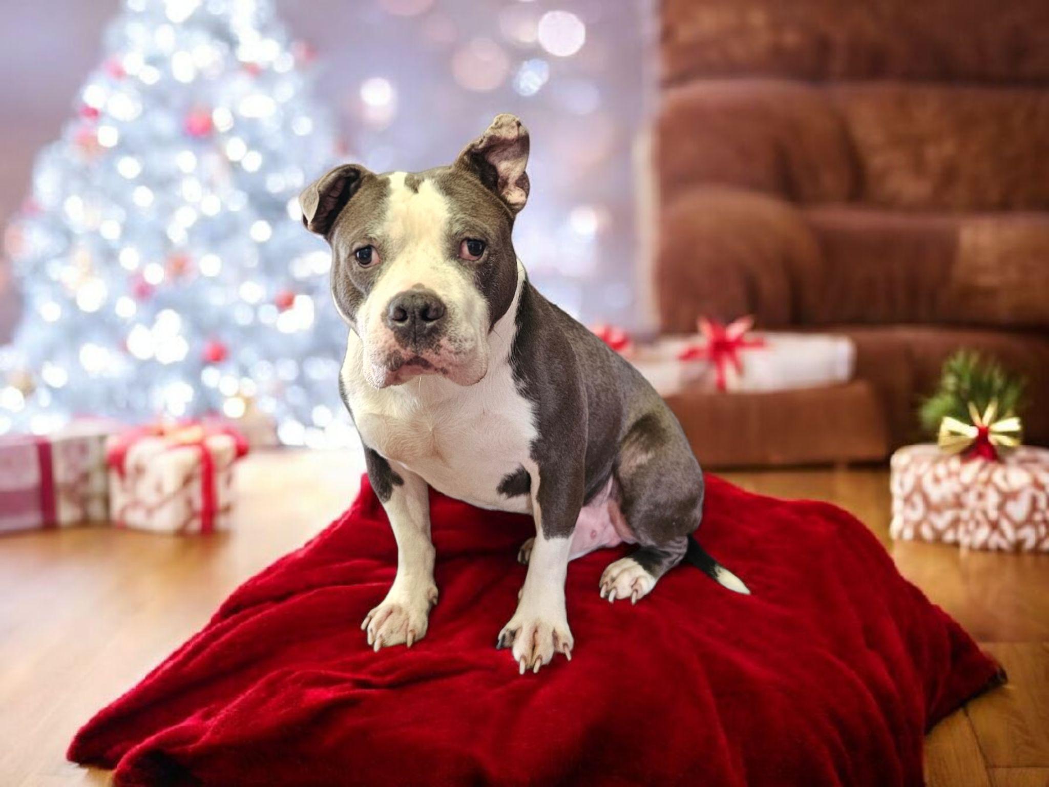 Enlarge Bubba, a Adoptable mixed breed in Evansville, IN image 1/5