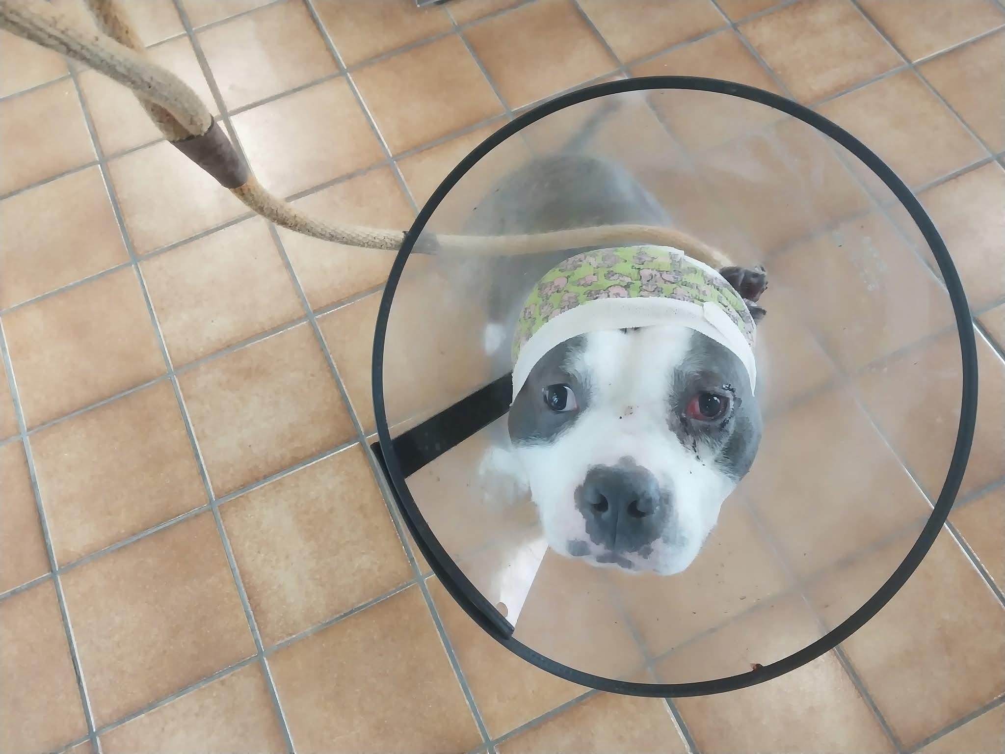 Bubba, a Adoptable mixed breed in Evansville, IN image 1/2