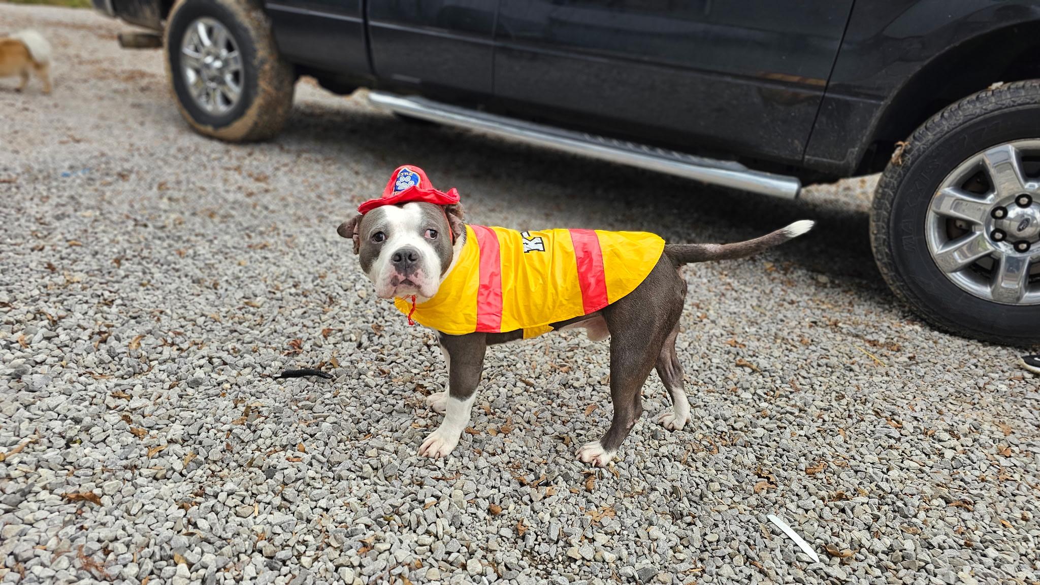 Enlarge Bubba, a Adoptable mixed breed in Evansville, IN image 3/5