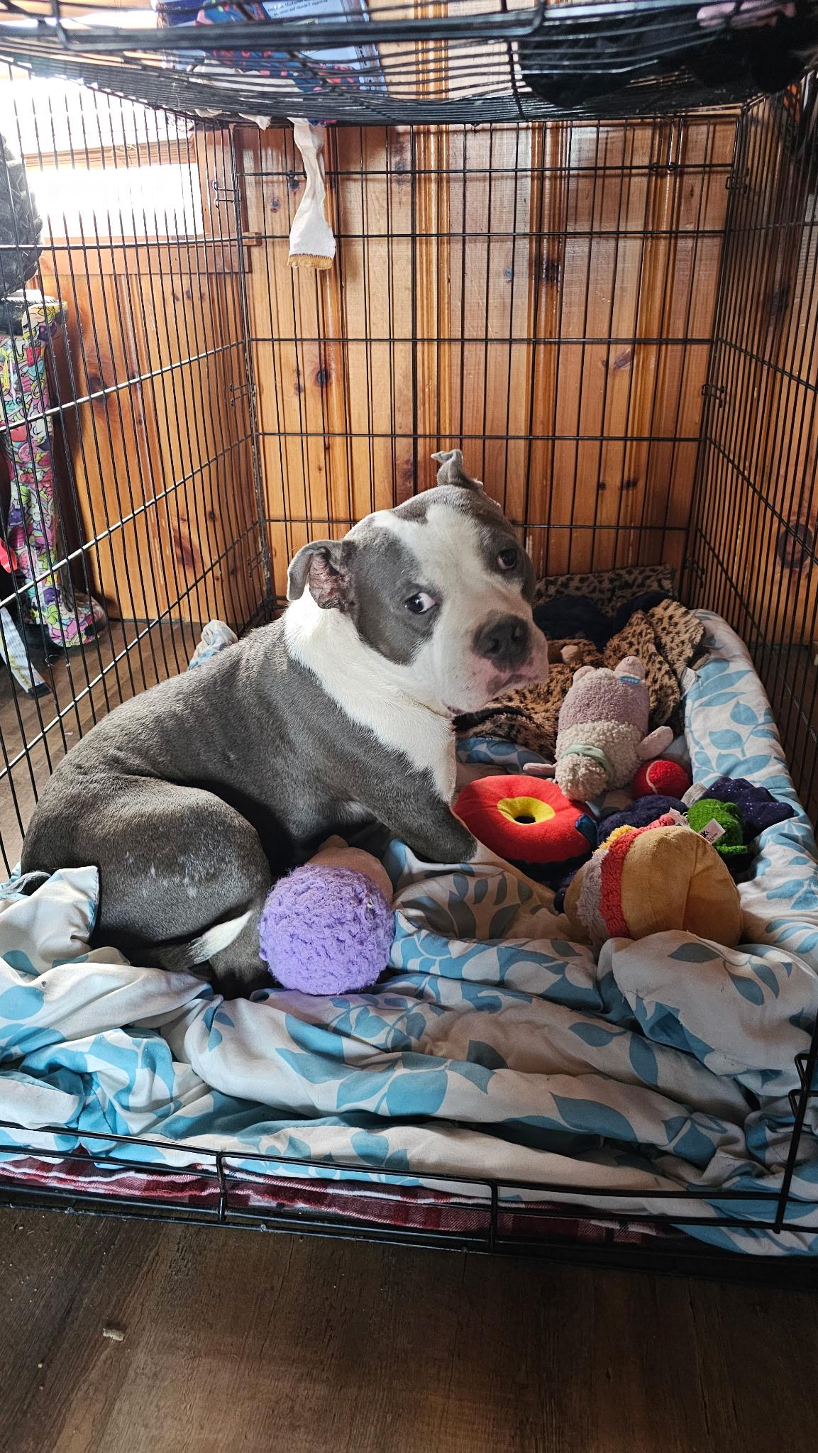 Enlarge Bubba, a Adoptable mixed breed in Evansville, IN image 2/5