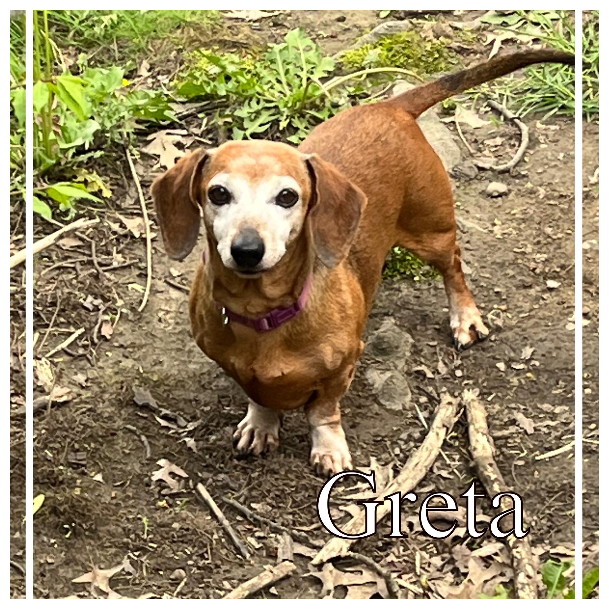 Enlarge Greta & Shotzy , a ADOPTABLE Dachshund in Green Cove Springs, FL image 2/4