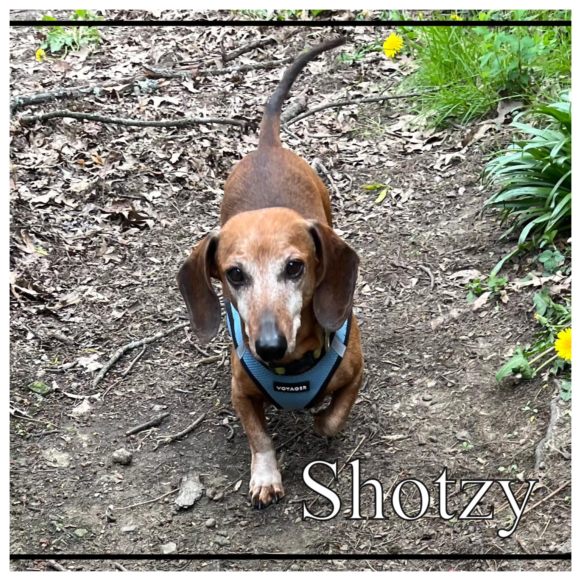 Enlarge Greta & Shotzy , a ADOPTABLE Dachshund in Green Cove Springs, FL image 3/4