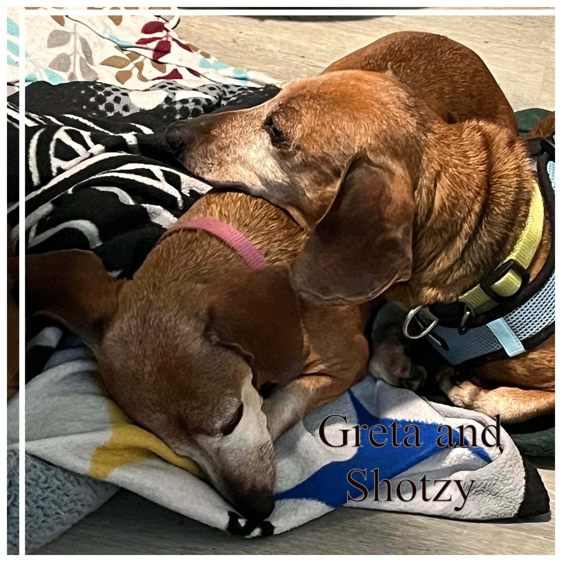 Enlarge Greta & Shotzy , a ADOPTABLE Dachshund in Green Cove Springs, FL image 4/4