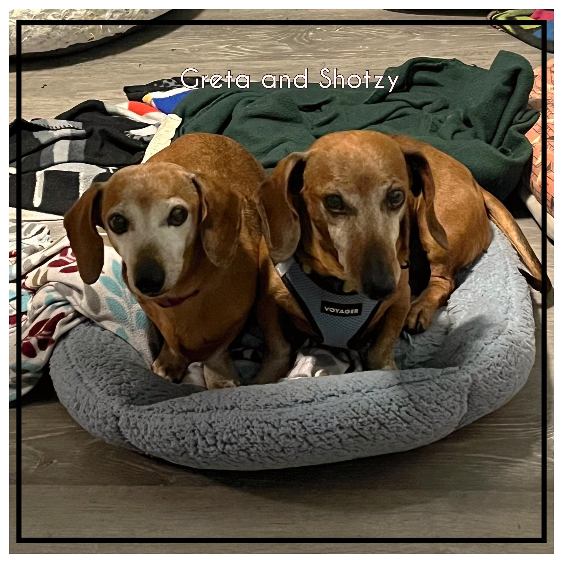 Greta & Shotzy , ADOPTABLE, Adult Female Dachshund.