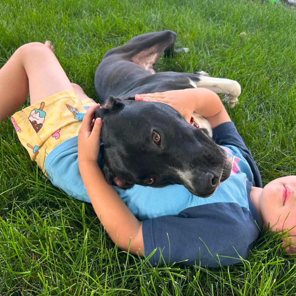 Dexter, Adoptable, Young Male Hound & Mixed Breed.