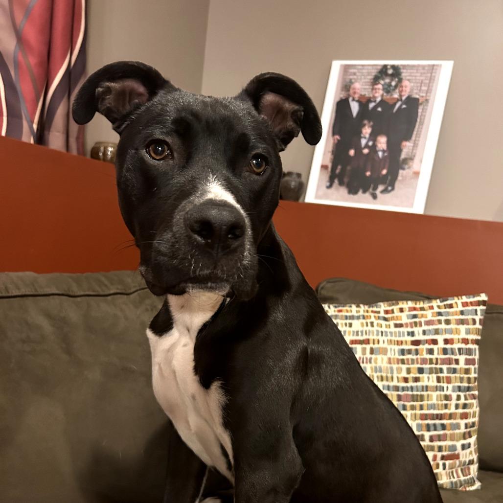 Dexter, a Adoptable mixed breed in Joliet, IL image 2/5