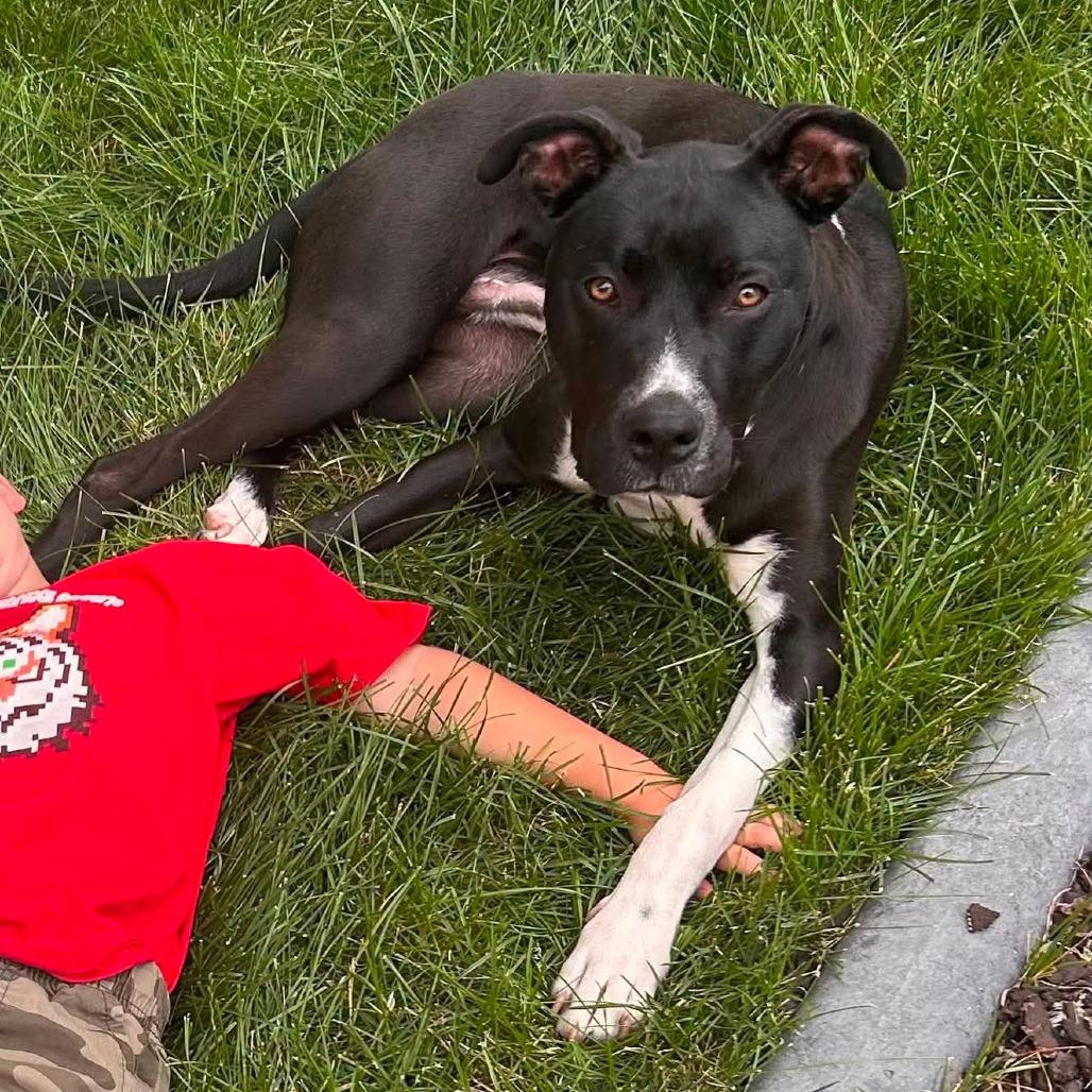 Dexter, a Adoptable mixed breed in Joliet, IL image 3/5