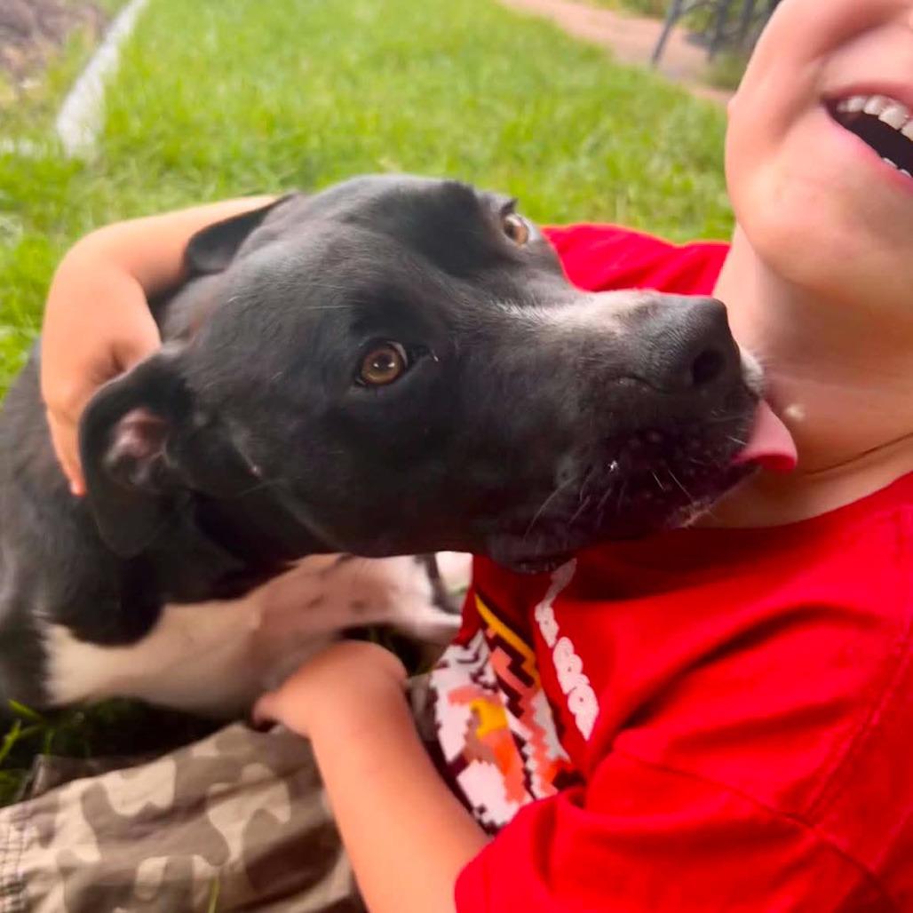Dexter, a Adoptable mixed breed in Joliet, IL image 4/5