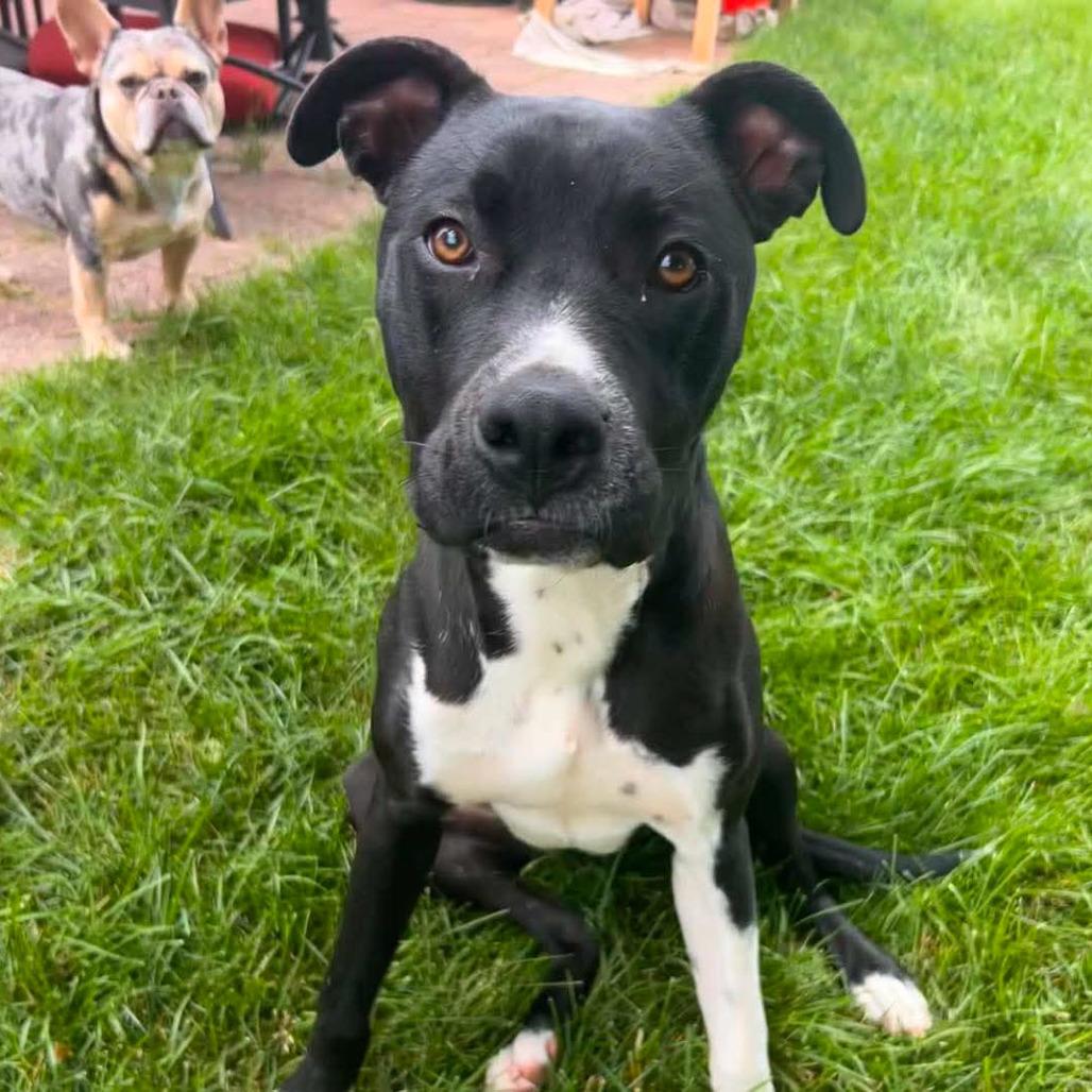Dexter, a Adoptable mixed breed in Joliet, IL image 5/5