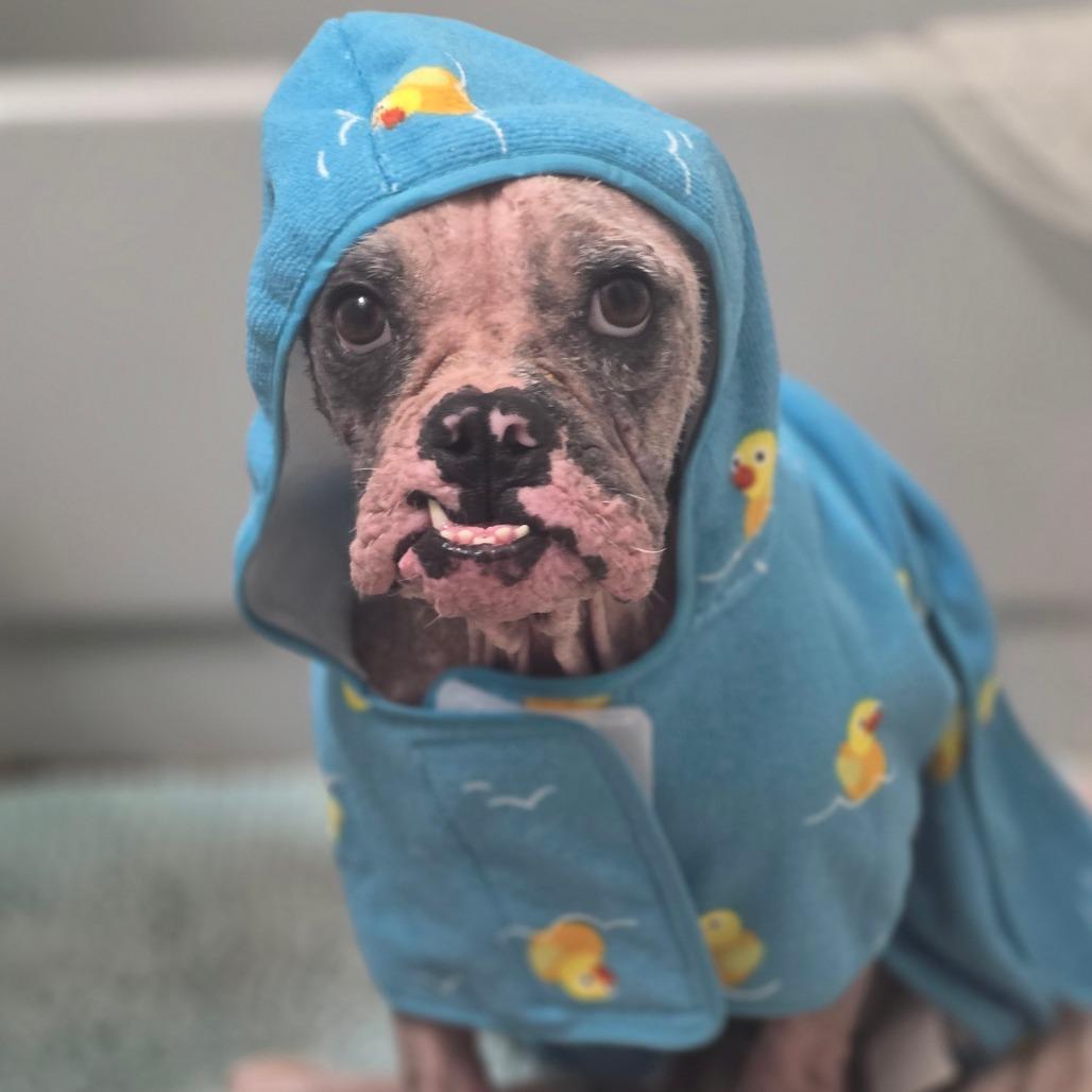 Enlarge Hope, a Adoptable Mixed Breed in Naples, FL image 2/6