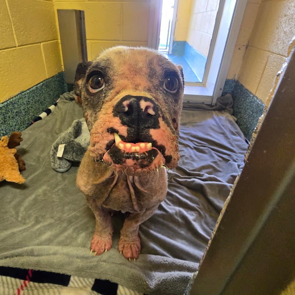 Enlarge Hope, a Adoptable Mixed Breed in Naples, FL image 3/6