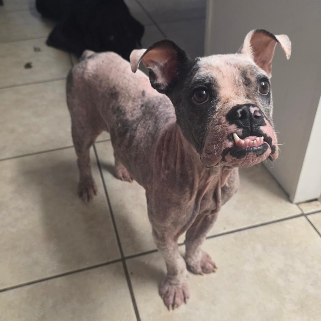 Enlarge Hope, a Adoptable Mixed Breed in Naples, FL image 4/6