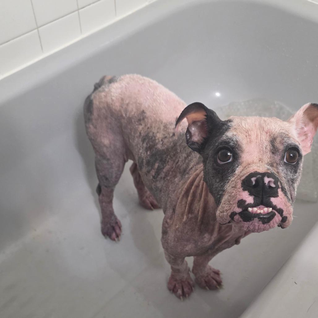 Enlarge Hope, a Adoptable Mixed Breed in Naples, FL image 5/6